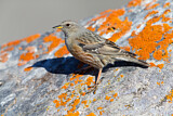 Image. Alpine Accentor