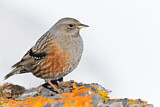Image. Alpine Accentor