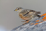 Image. Alpine Accentor