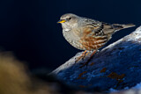 Image. Alpine Accentor