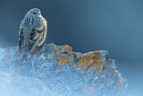 Image. Alpine Accentor