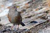Image. Alpine Accentor