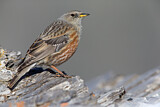 Image. Alpine Accentor
