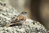 Image. Alpine Accentor