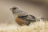 Image. Alpine Accentor