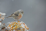 Image. Alpine Accentor