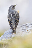 Image. Alpine Accentor