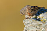 Image. Alpine Accentor