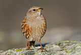 Image. Alpine Accentor