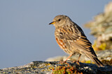 Image. Alpine Accentor