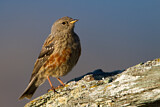 Image. Alpine Accentor