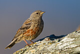 Image. Alpine Accentor