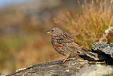 Image. Alpine Accentor