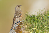 Image. Alpine Accentor