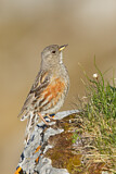 Image. Alpine Accentor
