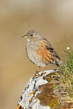 Image. Alpine Accentor