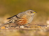 Image. Alpine Accentor