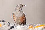 Image. Alpine Accentor