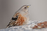 Image. Alpine Accentor