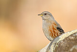 Image. Alpine Accentor