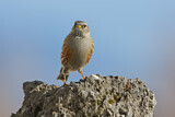 Image. Alpine Accentor