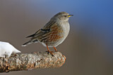 Image. Alpine Accentor