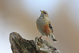 Image. Alpine Accentor