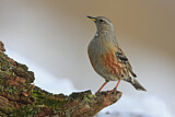 Image. Alpine Accentor