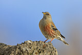Image. Alpine Accentor