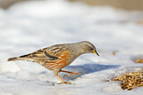 Image. Alpine Accentor