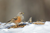 Image. Alpine Accentor