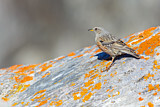 Image. Alpine Accentor