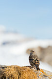 Image. Alpine Accentor