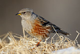 Image. Alpine Accentor