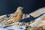Image. Alpine Accentor
