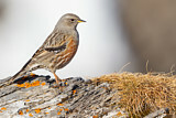 Image. Alpine Accentor