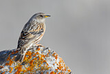 Image. Alpine Accentor