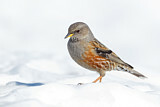 Image. Alpine Accentor