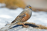 Image. Alpine Accentor