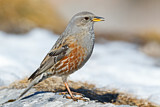 Image. Alpine Accentor