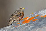 Image. Alpine Accentor