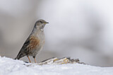 Image. Alpine Accentor
