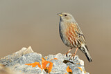 Image. Alpine Accentor
