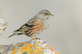 Image. Alpine Accentor