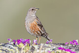 Image. Alpine Accentor
