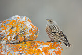 Image. Alpine Accentor