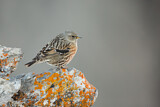 Image. Alpine Accentor