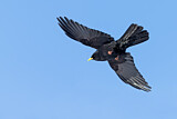 Image. Alpine Chough