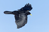 Image. Alpine Chough