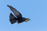 Image. Alpine Chough